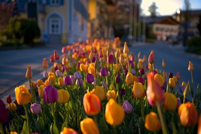 The ‘Guerilla’ Gardening Move: Beautifying Your Street for Free