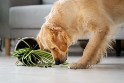 Hidden Dangers in Your Home That Can Harm Your Dog