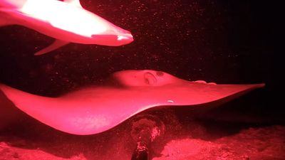 A YouTuber dropped a night vision camera into the ocean – and managed to get the first footage of an elusive shark