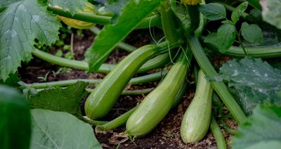 How to Trade Your Extra Zucchini for a Whole Week of Groceries
