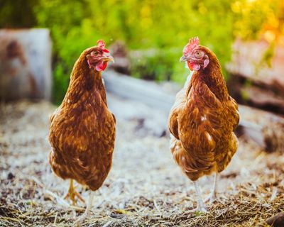 Chlorinated chicken with a side of safety warnings