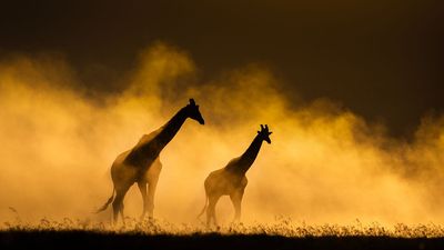 World-leading wildlife photographers and photo contest winners unite to help protect giraffes through powerful imagery