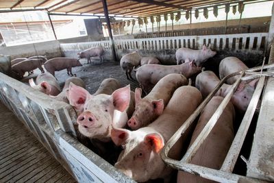 Who are the Las Vegas buffet closures impacting most? The pigs who ate the scraps