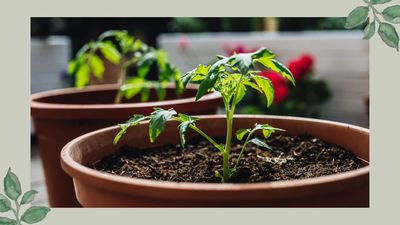 When should you plant out tomatoes? Gardening experts reveal the best timing for an impressive harvest