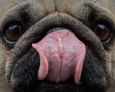 Dogs’ brains began to shrink at least 5,000 years ago, study finds
