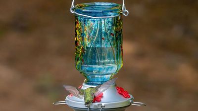 Aldi's Glass Hummingbird Feeders Look High-End, But They're So Affordable – I'm Buying One Now Before They Sell Out
