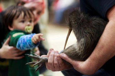 ‘Coming home’: kiwi enter parliament for first time as New Zealand marks conservation win