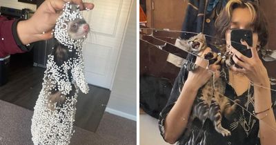 57 Troublemakers Who Were Guilty As Charged But Their Hilarity Got Them Off The Hook