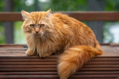 Why Cats Have Whiskers on Their Tail (Shocking)