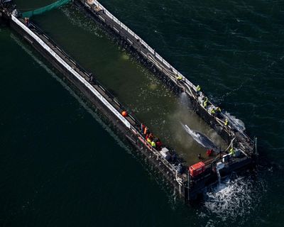 Stranded whale Timmy swims on to barge in German rescue attempt