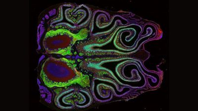 First-of-its-kind map of the mouse nose reveals surprises about the sense of smell