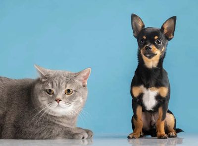 The Shocking Differences Between Dog Cat and Exotic Pet Care