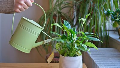 Peace lily not blooming? This secret kitchen scrap will help it flower