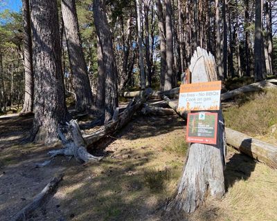 Country diary: As spring bursts into life, all eyes on the Cairngorms barbecue ban