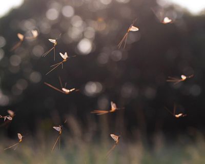 Older than the dinosaurs: scientists finally unlock secret of the mayfly’s dance