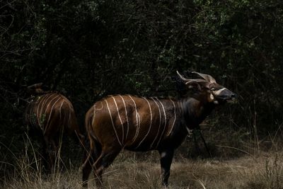 Critically endangered mountain bongos return to Kenya after years in Czech zoo in win for conservation efforts