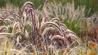 The Only Plant You Need For A Container To Impress in All Seasons –With Months of Color for Minimal Effort