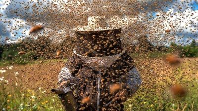 ‘Oh, you’re allergic? Good!’: Massachusetts beekeeper jailed after freeing bees to defend cancer patient friend from cops