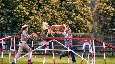 Can You Train an Adult Pet?