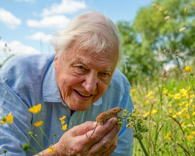 David Attenborough at 100: share your memories