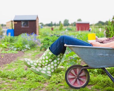 I got an allotment to escape the chaos – and discovered a hotbed of vendettas