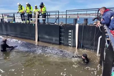 Rescue of Timmy the humpback whale sparks celebrations