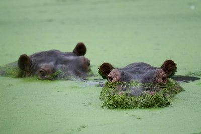 Photos show hippos introduced to Colombia by Pablo Escobar as the nation debates their fate