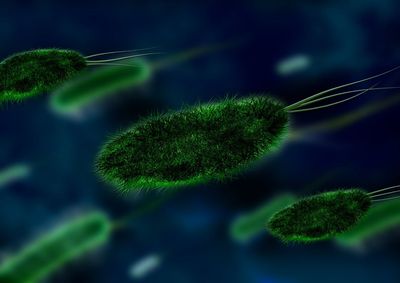 How Estrogen And The Estrobolome Are Being Rewired By Industrialization And Gut Microbes
