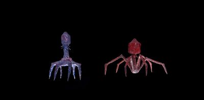 Bacteriophages: meet the viruses that hunt superbugs