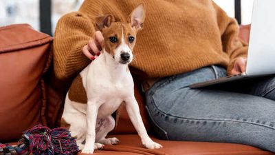 Why Your Pet Reacts to Things You Can’t See- Science Explains