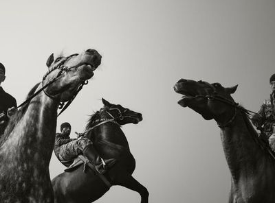 Buzkashi horsemen battling for a headless goat: Todd Antony’s best photograph