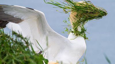 Hilarious seabird image captured with "truly incredible" Nikon camera wins photo prize – and the public voted for it