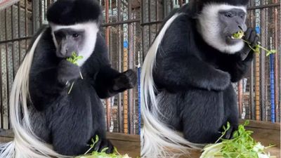 Asahiyama Zoo incident: Japan worker tells police he burned wife’s body in incinerator