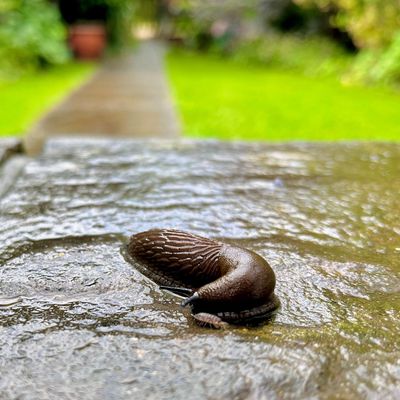 This popular slug removal hack could actually be attracting more slugs to your garden, experts warn – what to do instead to avoid a 'slugageddon'