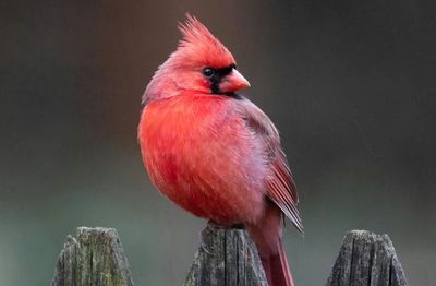 Seeing a Cardinal? Many Believe This Is a Powerful Sign
