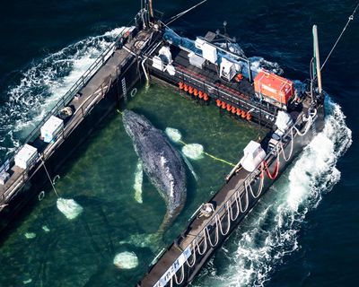 Attempts to rescue Timmy the stranded whale ‘inadvisable’, experts say