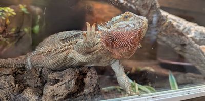Why your pet reptile ‘surfs’ the glass or rubs against the barriers of their enclosure