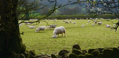 Welsh countryside: what Greens and Reform are promising they would change after election