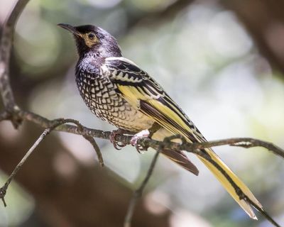 Poached: could a video of tree-climbing egg thieves help save Australia’s vulnerable honeyeaters?
