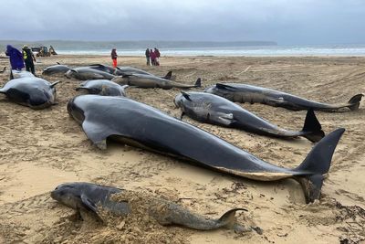 Changes to whale feeding ground may raise risk of mass strandings – study