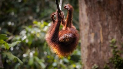 Camera trap footage of critically endangered orangutan using vital road crossing is a world first and a huge win for conservationists