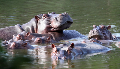 Indian Billionaire Wants To Save Colombia's 'Cocaine' Hippos Tied To Pablo Escobar