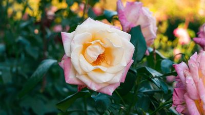This Beginner-Friendly Rose Produces Large, Fragrant Blooms That Will Last Until Fall – No Wonder Garden Designers Love It