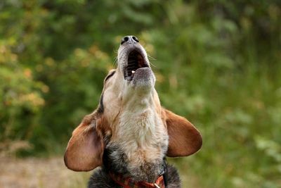 Rescue group set to buy 1,500 beagles from Wisconsin facility targeted by violent protests
