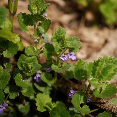 Ground ivy took hold in my lawn and garden over winter – I'm stopping it in its tracks with these simple yet effective expert-approved weeding tips