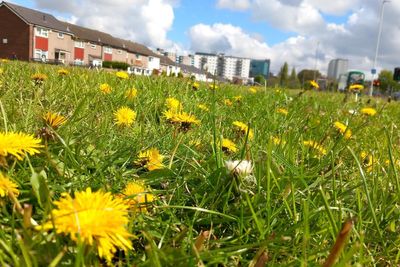 What is No Mow May? The benefits of letting your garden flourish – and how long to leave it