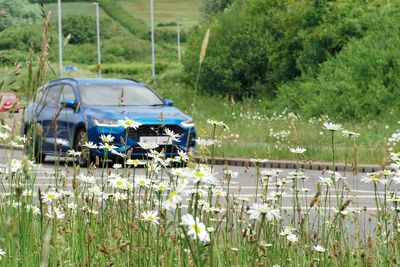 What is ‘No Mow May’? The movement aiming to boost nature in UK gardens – here are the benefits