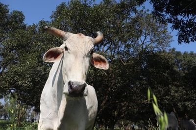 ‘Wise’ bull named after Sir David Attenborough to mark 100th birthday