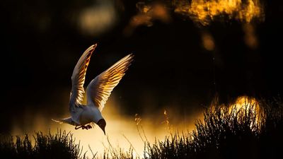 "For me, nature photography is so much more than just sharp documentation," says award-winning photographer shooting with Canon's most powerful camera