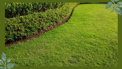 This is how to make grass greener, according to lawn care experts